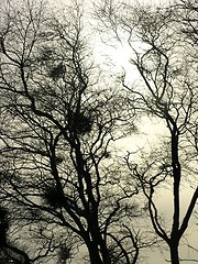 Image showing trees against the light