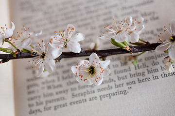 Image showing sakura and book 