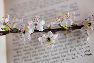 Image showing sakura and book 