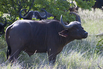 Image showing Cape buffalo