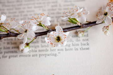 Image showing sakura and book 