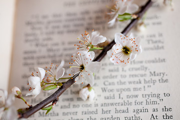 Image showing sakura and book 