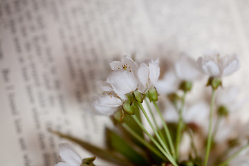 Image showing sakura and book 