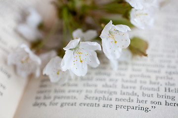 Image showing sakura and book 