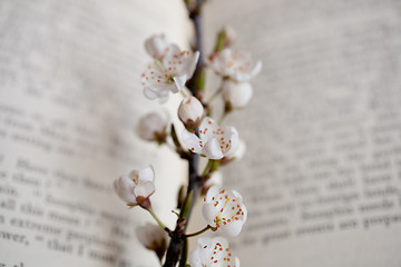 Image showing sakura and book 