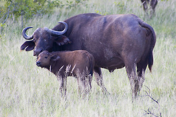 Image showing Cape buffalo