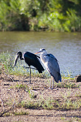 Image showing Grey heron