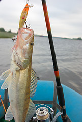 Image showing Evening catch