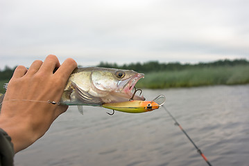 Image showing Evening catch