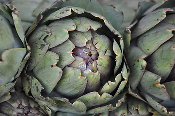 Image showing artichokes