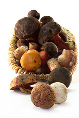 Image showing Wild mushrooms