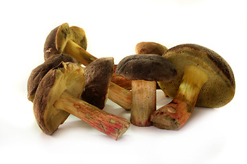 Image showing Red-cracked bolete