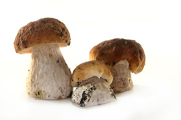 Image showing Stone mushroom