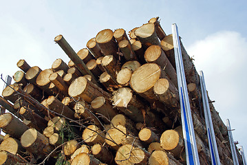 Image showing Energy Wood on Logging Truck Trailer