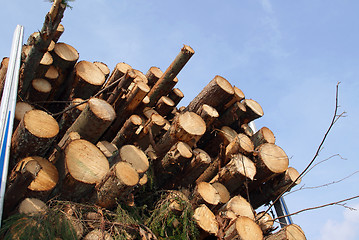 Image showing Energy Wood by the Truck Load