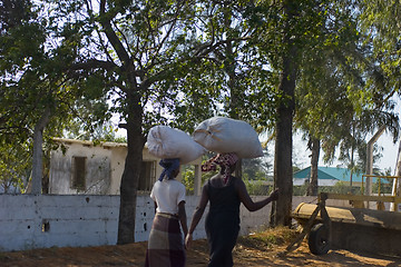 Image showing African ladies carrying wood on heads