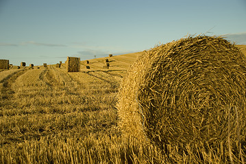 Image showing Harvest Time