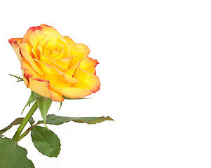 Image showing yellow rose