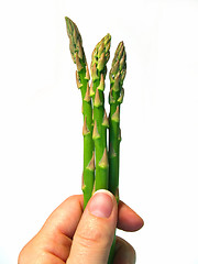 Image showing asparagus spears in hand