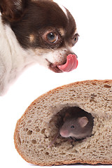 Image showing chihuahua and mouse