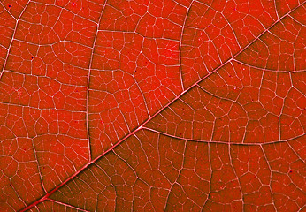 Image showing leaf background