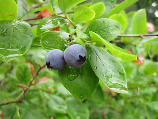 Image showing blueberries