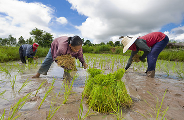 Image showing rice farmers in thailand