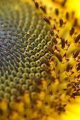 Image showing Sunflower seeds detail