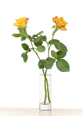 Image showing yellow rose