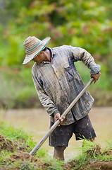 Image showing asian farmer preparing the ground for the growth of rice