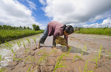 Image showing female rice farmer in thailand