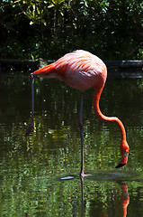 Image showing Pink flamingo.