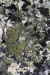 Image showing Close-up of moss on a stone