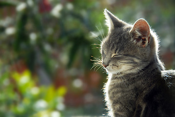 Image showing Gray cat side view portrait