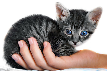 Image showing Little kitty on hand