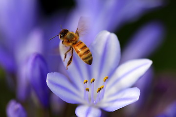 Image showing agapanthus africanus