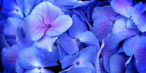 Image showing hydrangea