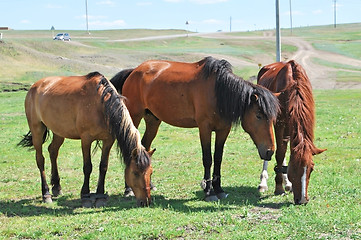 Image showing horses