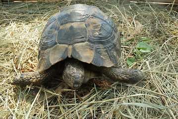 Image showing terrapin