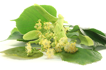 Image showing Linden flowers