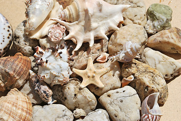 Image showing few seashells