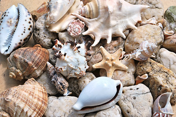 Image showing few seashells