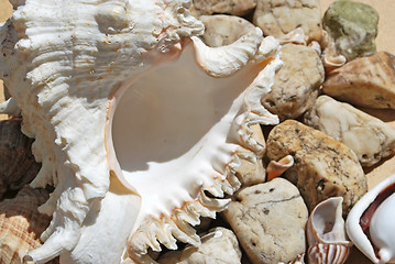 Image showing few seashells