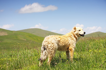 Image showing Dog in grass