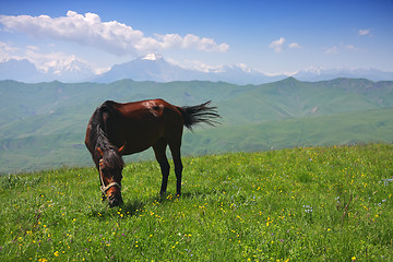 Image showing Horse in mountains