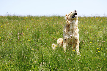 Image showing Dog in grass raising head