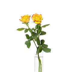 Image showing yellow rose