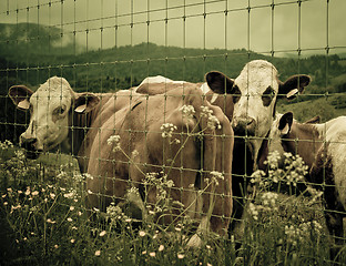 Image showing Cows