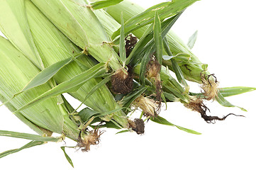 Image showing Ears Of Corn