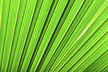 Image showing Beautiful green palm leaf background with backlighting 